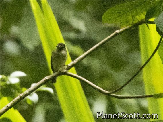 Ochre-lored Flatbill (Tolmomyias flaviventris)