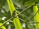 Ochre-lored Flatbill (Tolmomyias flaviventris)