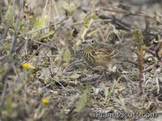 Sprague's Pipit (Anthus spragueii)