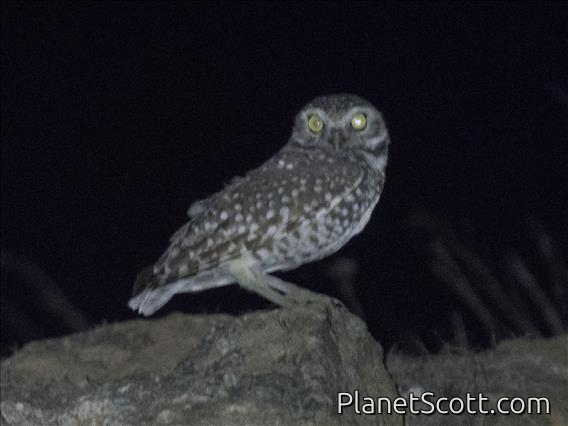 Burrowing Owl (Athene cunicularia)