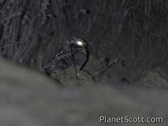 Common Poorwill (Phalaenoptilus nuttallii)