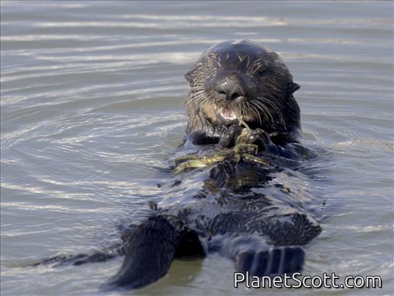 Sea Otter (Enhydra lutris)