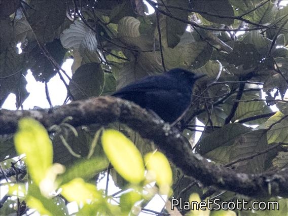 Javan Cochoa (Cochoa azurea)