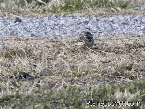 Siberian Pipit (Anthus japonicus)