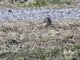Siberian Pipit (Anthus japonicus)