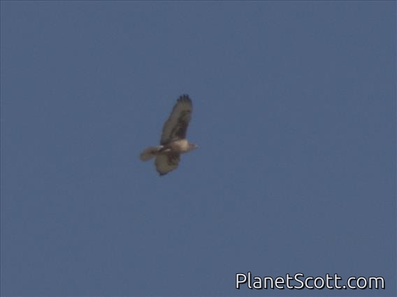 Ferruginous Hawk (Buteo regalis)