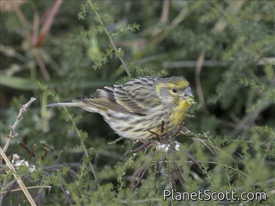 European Serin (Serinus serinus)