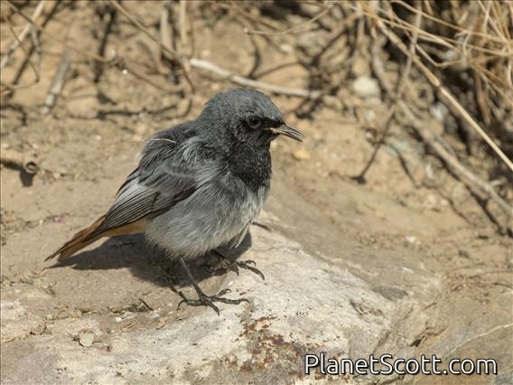 Black Redstart (Phoenicurus ochruros) - Male
