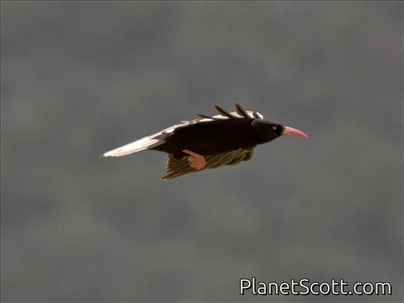 Red-billed Chough (Pyrrhocorax pyrrhocorax)