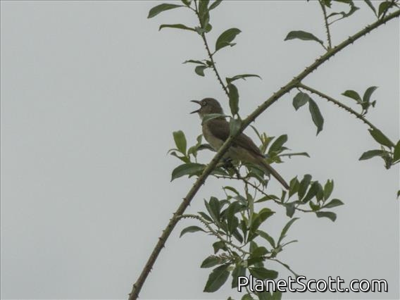 Sombre Greenbul (Andropadus importunus)
