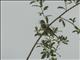 Sombre Greenbul (Andropadus importunus)