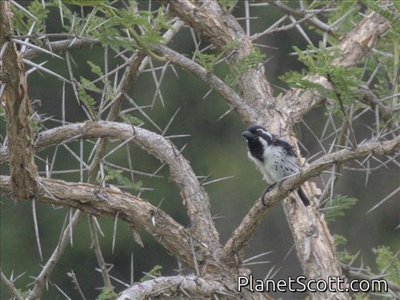 Spot-flanked Barbet (Tricholaema lacrymosa)