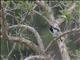 Spot-flanked Barbet (Tricholaema lacrymosa)
