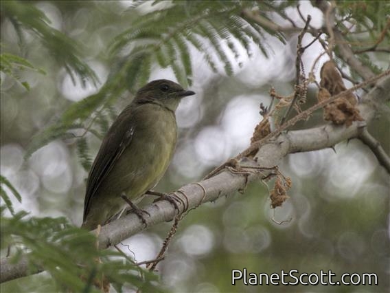 Lesser Honeyguide (Indicator minor)
