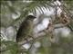 Lesser Honeyguide (Indicator minor)