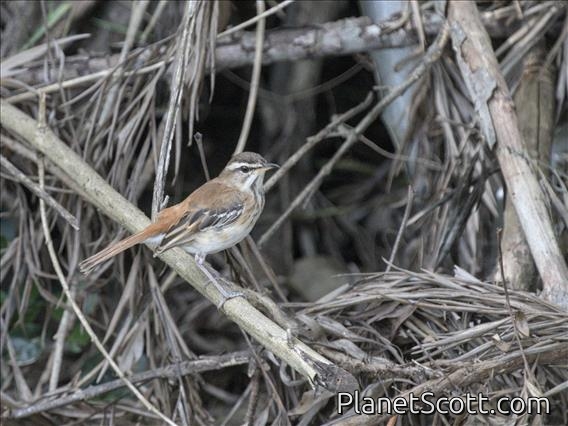White-browed Scrub-Robin (Cercotrichas leucophrys)