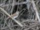 White-browed Scrub-Robin (Cercotrichas leucophrys)