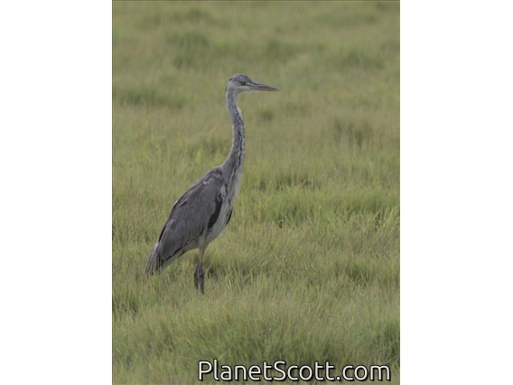 Gray Heron (Ardea cinerea) - Immature