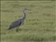 Gray Heron (Ardea cinerea) - Immature