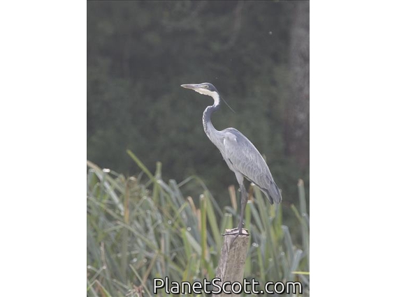 Black-headed Heron (Ardea melanocephala)