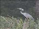 Black-headed Heron (Ardea melanocephala)