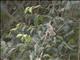 Scaly-throated Honeyguide (Indicator variegatus)
