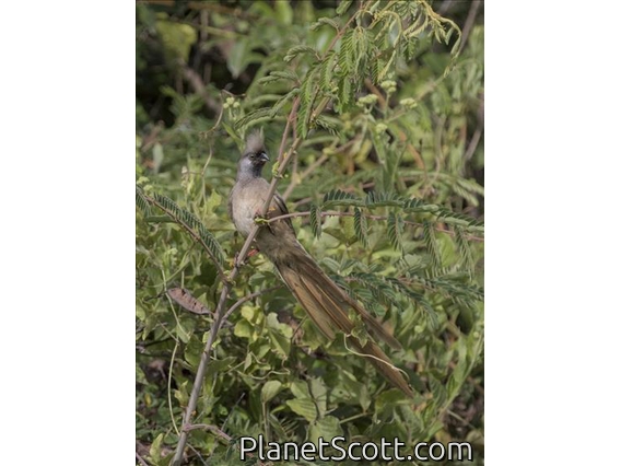 Speckled Mousebird (Colius striatus)