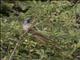 Speckled Mousebird (Colius striatus)