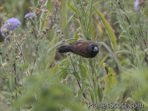 Black-and-White Mannikin (Spermestes bicolor)