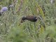 Black-and-White Mannikin (Spermestes bicolor)