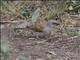 Northern Gray-headed Sparrow (Passer griseus)