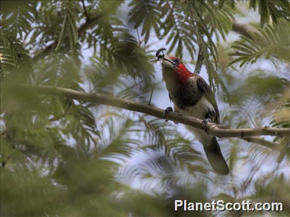 Brown-breasted Barbet (Pogonornis melanopterus)