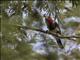Brown-breasted Barbet (Pogonornis melanopterus)