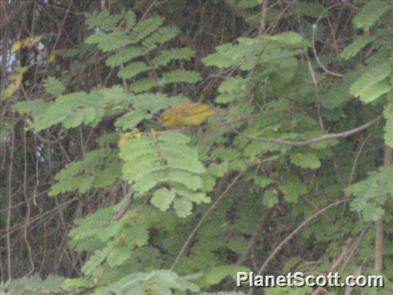 African Yellow-Warbler (Iduna natalensis)