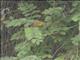 African Yellow-Warbler (Iduna natalensis)