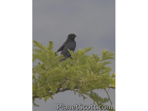 Black Cuckooshrike (Campephaga flava)