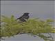 Black Cuckooshrike (Campephaga flava)