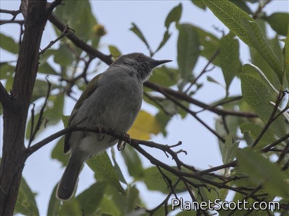Green-backed Camaroptera (Camaroptera brachyura)