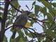 Green-backed Camaroptera (Camaroptera brachyura)