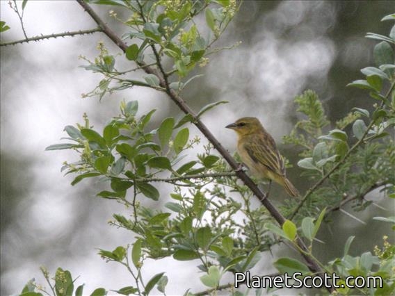 Taveta Golden Weaver (Ploceus castaneiceps) - Female