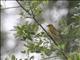 Taveta Golden Weaver (Ploceus castaneiceps) - Female