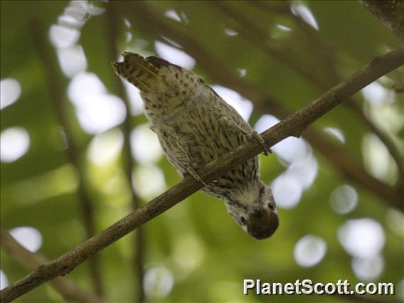 Golden-tailed Woodpecker (Campethera abingoni)