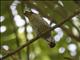 Golden-tailed Woodpecker (Campethera abingoni)