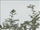 Yellow-fronted Canary (Crithagra mozambica)