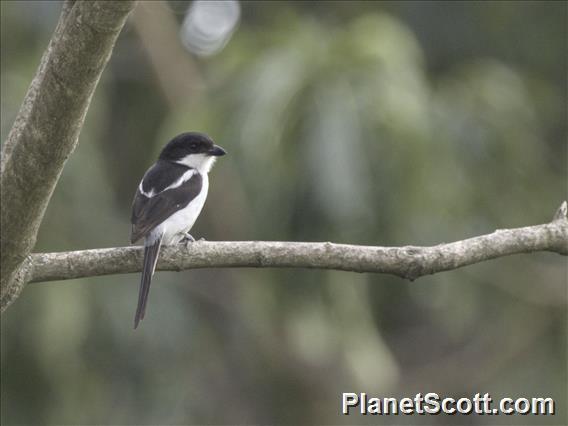 Northern Fiscal (Lanius humeralis)
