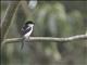 Northern Fiscal (Lanius humeralis)