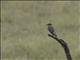 African Gray Flycatcher (Bradornis microrhynchus)
