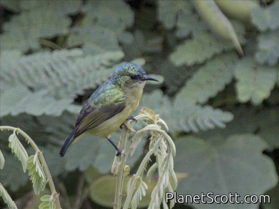 Collared Sunbird (Hedydipna collaris) - Female