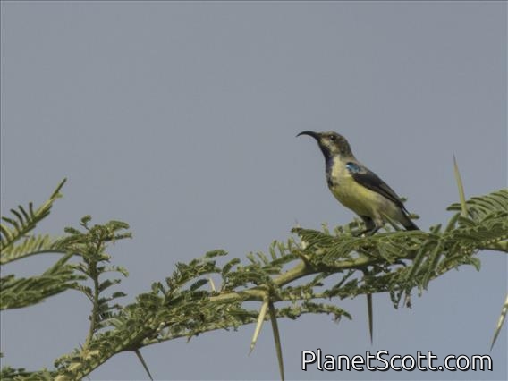 Variable Sunbird (Cinnyris venustus) - Immature