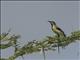 Variable Sunbird (Cinnyris venustus) - Immature